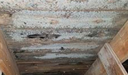 Mold remediation