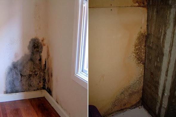 House Mold & Black Mold Identification