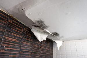 mold remediation company salina