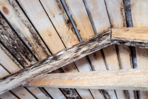 wooden attic ceiling with mold growth and damage