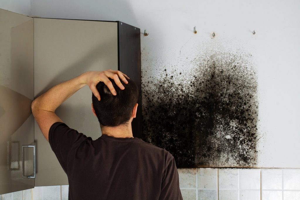 Mold Removal Specialists