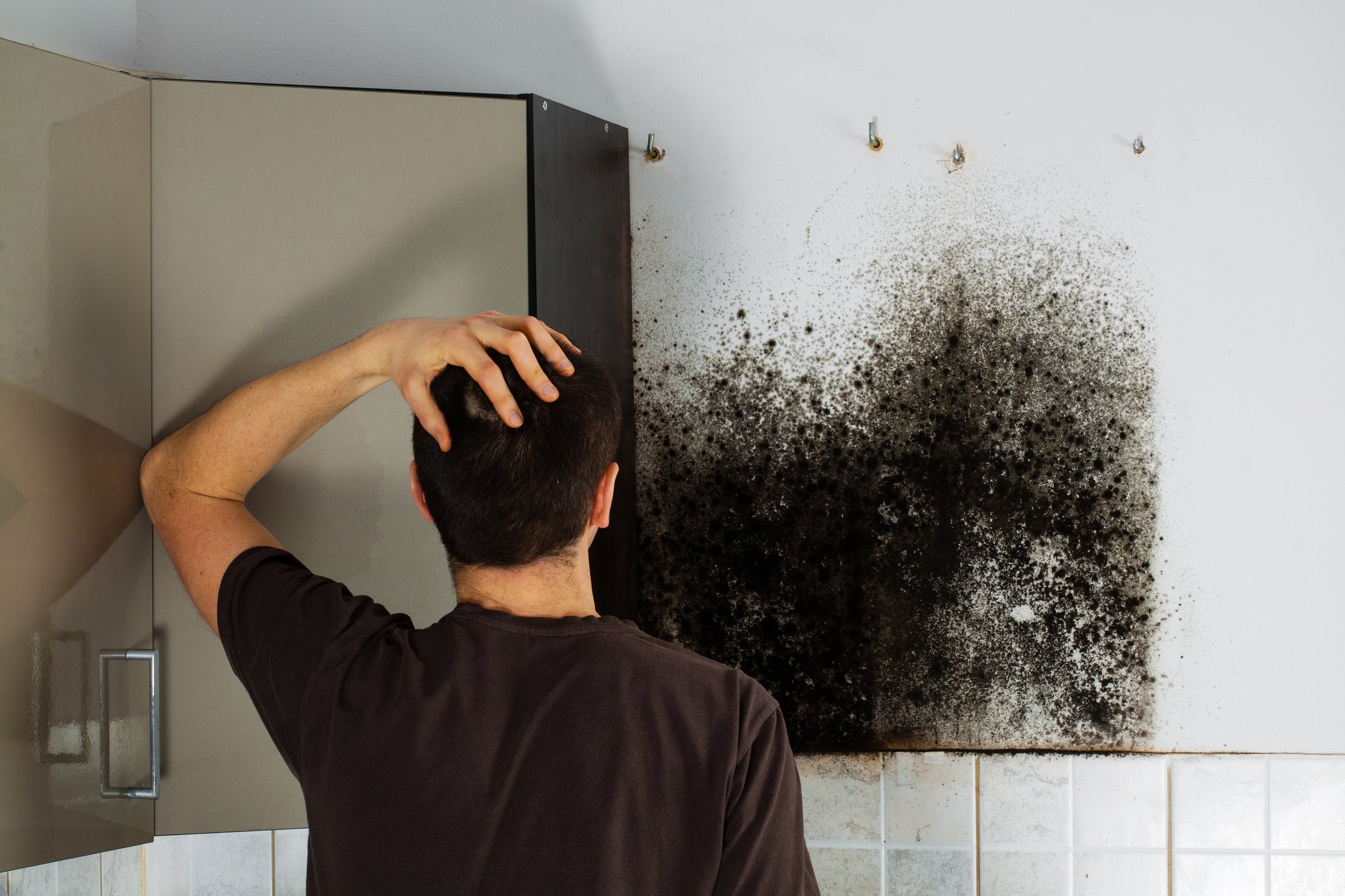 Mold Removal Specialists