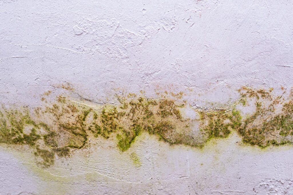 How to get rid of mold spores